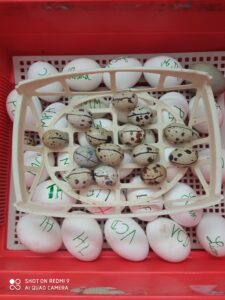 Bol de pâtes au profit des Amis des Enfants du Monde