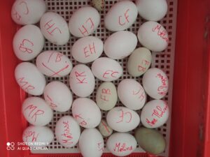 Bol de pâtes au profit des Amis des Enfants du Monde