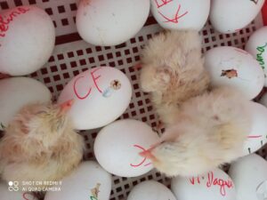 Bol de pâtes au profit des Amis des Enfants du Monde