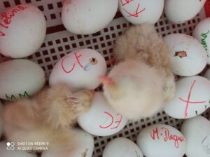 Bol de pâtes au profit des Amis des Enfants du Monde