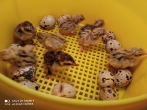 Bol de pâtes au profit des Amis des Enfants du Monde