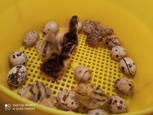 Bol de pâtes au profit des Amis des Enfants du Monde