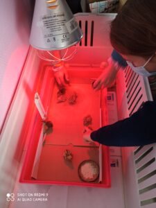 Bol de pâtes au profit des Amis des Enfants du Monde