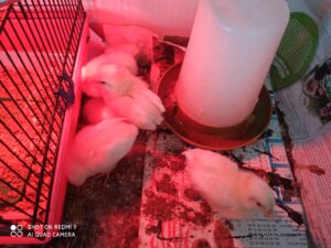 Bol de pâtes au profit des Amis des Enfants du Monde