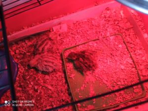 Bol de pâtes au profit des Amis des Enfants du Monde