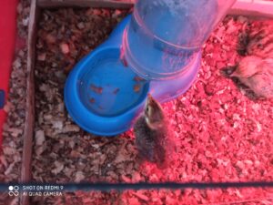 Bol de pâtes au profit des Amis des Enfants du Monde