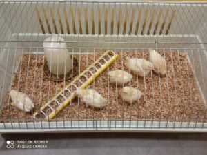 Bol de pâtes au profit des Amis des Enfants du Monde