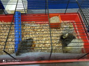 Bol de pâtes au profit des Amis des Enfants du Monde