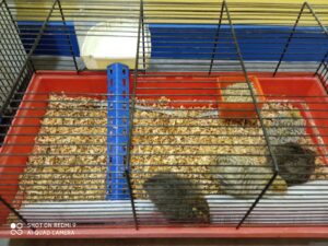 Bol de pâtes au profit des Amis des Enfants du Monde