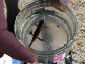 Bol de pâtes au profit des Amis des Enfants du Monde