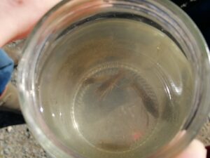 Bol de pâtes au profit des Amis des Enfants du Monde